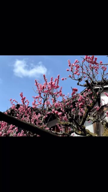 #山中温泉 #旅館 #温泉 #胡蝶 #懐石料理