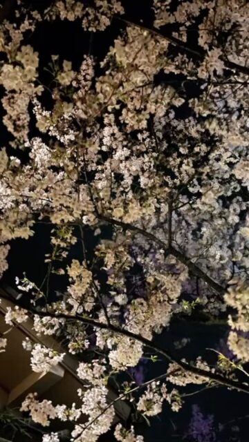 #山中温泉 #旅館 #胡蝶 #温泉 #懐石料理