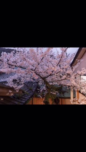 #山中温泉 #旅館 #胡蝶 #温泉 #懐石料理